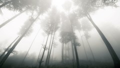 Nature Trees grass sun scenic skyscapes