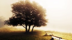 Nature Trees grass sun scenic skyscapes