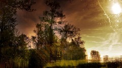 Nature Trees grass sun scenic skyscapes