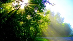 Nature Trees grass sunlight
