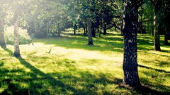 Nature Trees grass sunlight forests