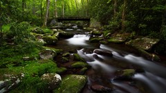 Nature Trees grass water Plants Earth Bridges rivers forests