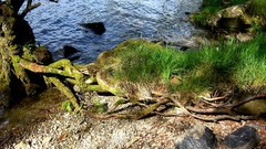 Nature Trees grass water root Scotland rocks sunlight