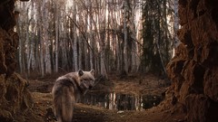 Nature Trees gray Animals Wolves