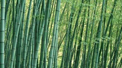 Nature Trees Green bamboo