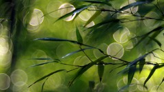 Nature Trees Green depth of field