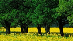 Nature Trees Green fields yellow flowers