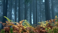 Nature Trees Green forests