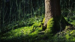 Nature Trees Green forests