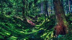 Nature Trees Green forests