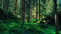 Nature Trees Green forests