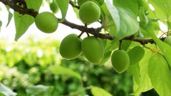 Nature Trees Green fruits sunlight