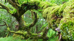 Nature Trees Green Ireland forests wildlife