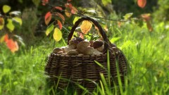 Nature Trees Green mushrooms