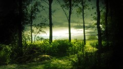 Nature Trees Green mysterious forests