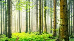 Nature Trees Green outdoors