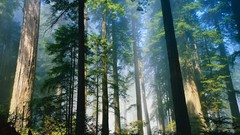 Nature Trees Green outdoors forests