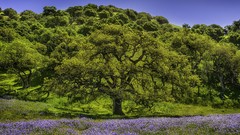 Nature Trees Green outdoors forests