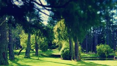 Nature Trees Green Parks photo filters