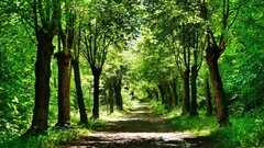 Nature Trees Green paths forests