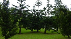 Nature Trees Green pine trees