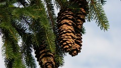 Nature Trees Green Plants