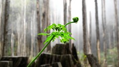 Nature Trees Green Plants Ferns