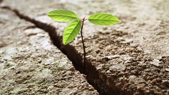 Nature Trees Green Plants natural