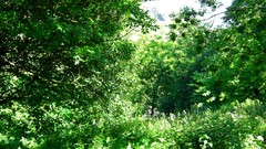 Nature Trees Green Plants Scotland sunlight forests HDR 