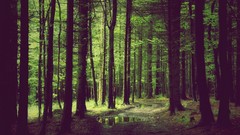 Nature Trees Green puddles paths forests