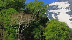 Nature Trees Green Rainforest