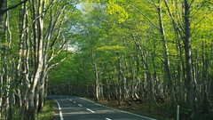 Nature Trees Green roads