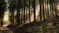 Nature Trees Green roads