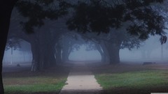 Nature Trees Green roads