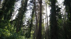 Nature Trees Green San Francisco forests