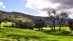 Nature Trees Green skyscapes