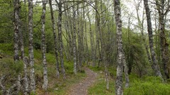 Nature Trees Green Spain paths forests asturias
