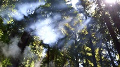 Nature Trees Green sunlight