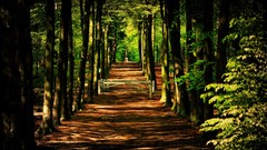 Nature Trees Green trail paths sunlight forests dirt roads