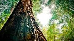 Nature Trees Green tree trunk worms eye view