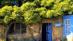 Nature Trees Green windows colors houses doors
