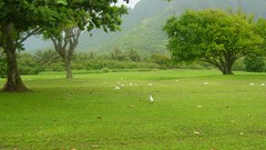 Nature Trees hills Birds Parks fallen leaves