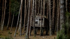 Nature Trees houses forests