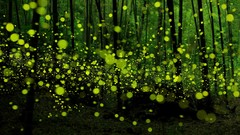 Nature Trees Japan Asia fireflies forests