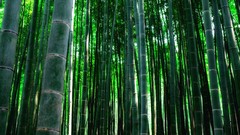 Nature Trees Japan bamboo Kyoto sunlight forests