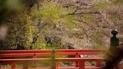 Nature Trees Japan blossoms