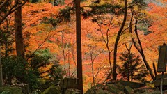 Nature Trees Japan forests