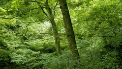 Nature Trees Japan forests
