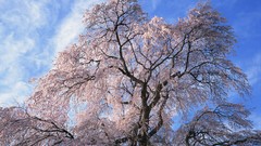 Nature Trees Japan skies cherry blossoms