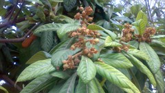 Nature Trees kiwi iran shiraz